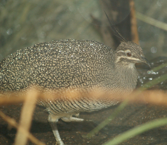 Photo of Eudromia elegans