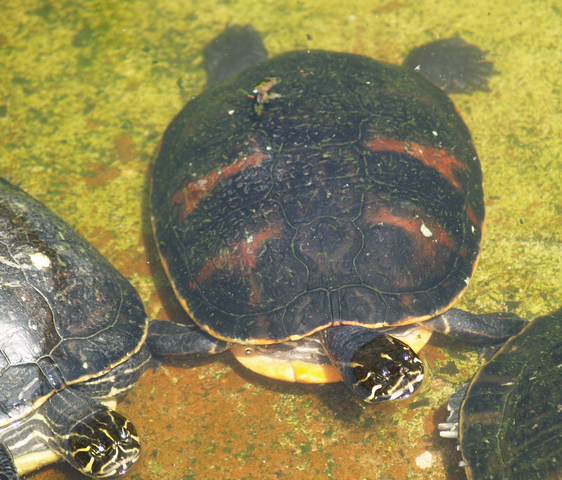 Photo of Pseudemys nelsoni