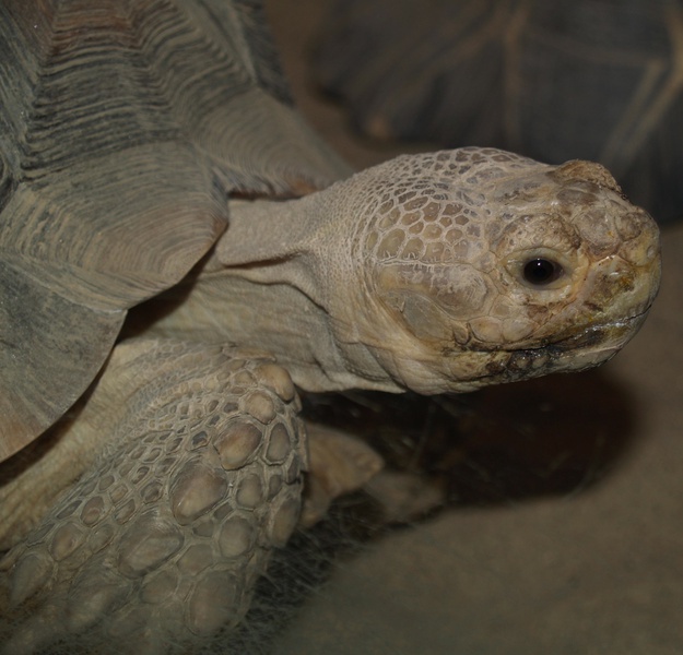 Geochelonesulcata