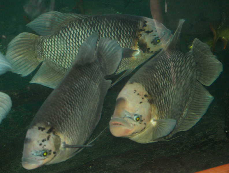 Giantgourami2