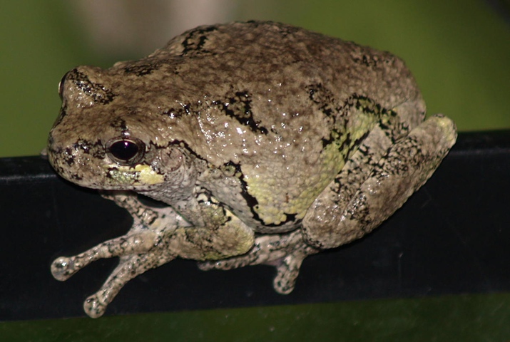 Photo of Hyla versicolor