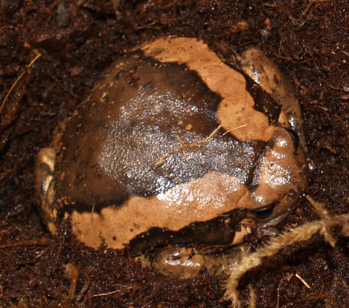 Deuterostomia