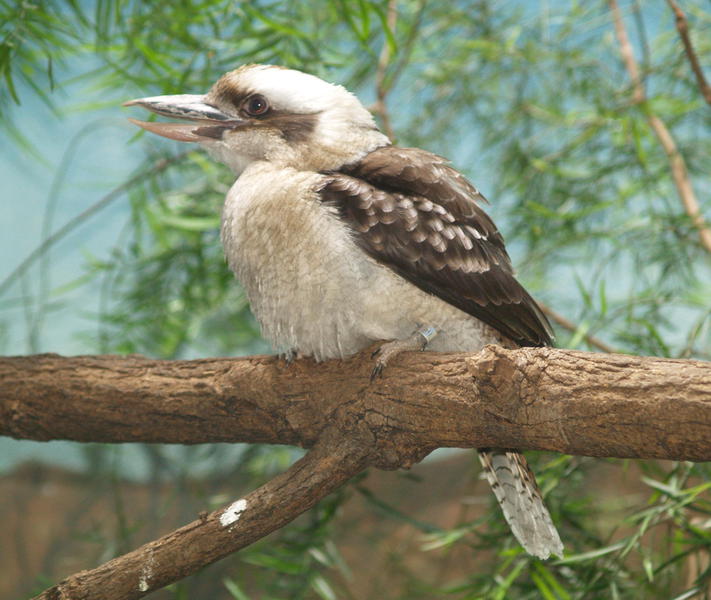 Coraciiformes