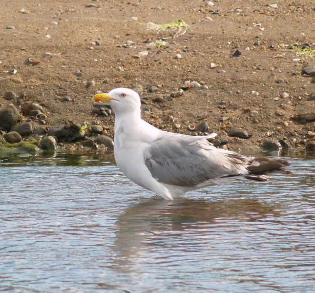 Larus