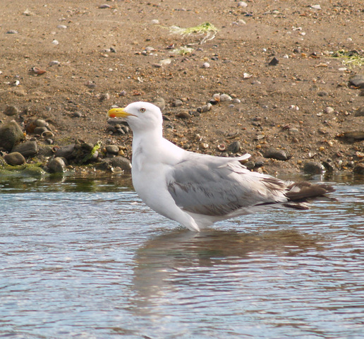 Photo of Larus argentatus