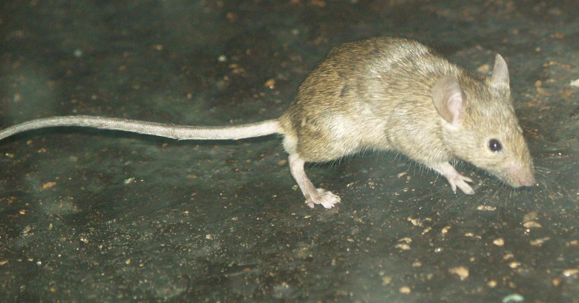 Mus musculus