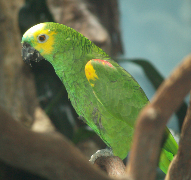 ParrotAmazon