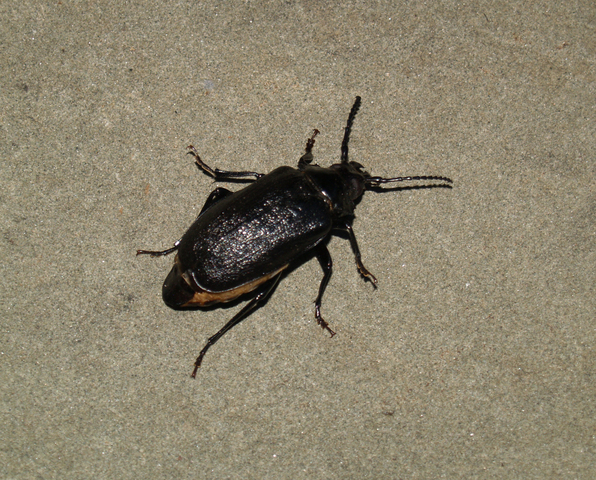 Photo of Prionus laticollis