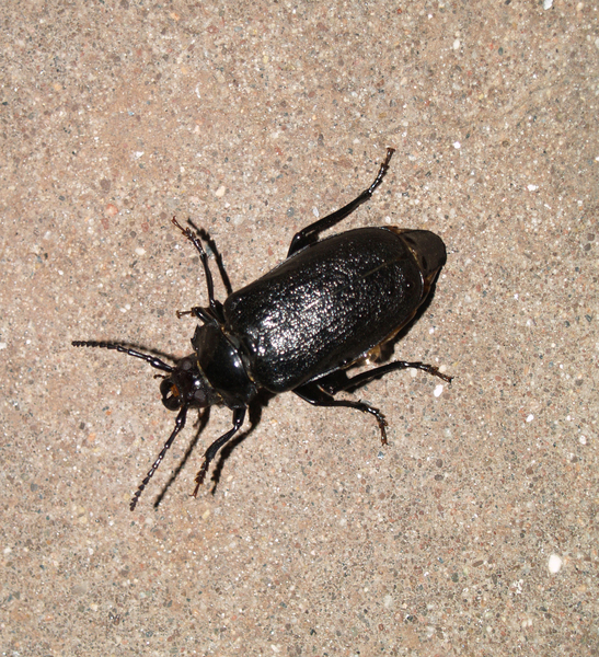 Coleoptera