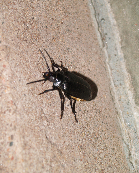 Coleoptera