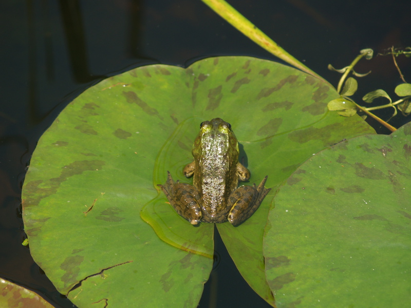 Euteleostomi