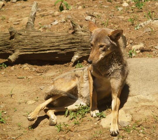 Photo of Canis rufus