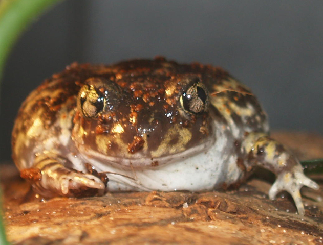 Photo of Scaphiopus holbrookii