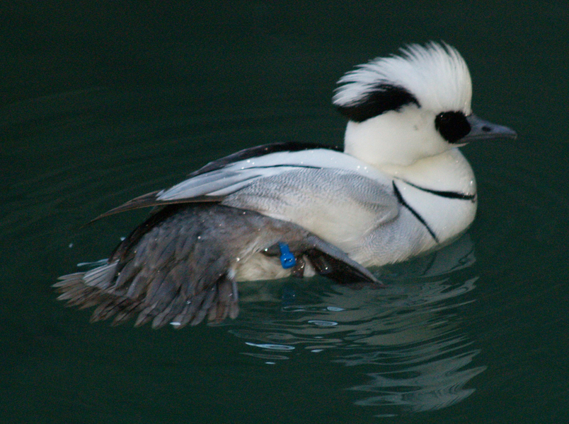 Smew