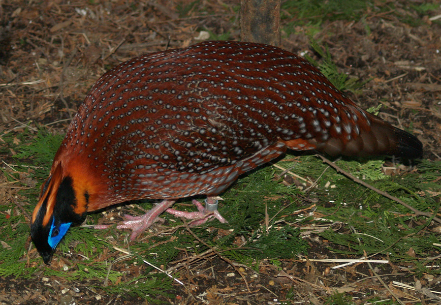 TemmincksTragopan