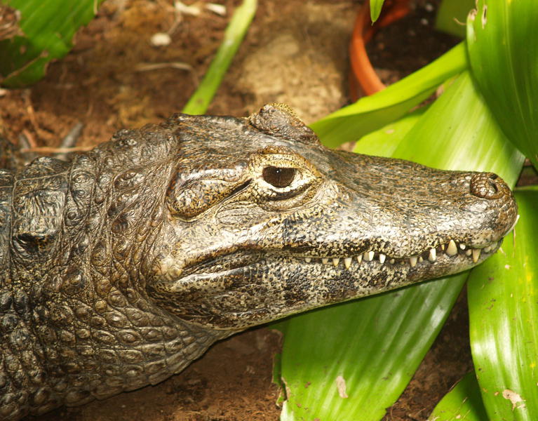 Caiman yacare