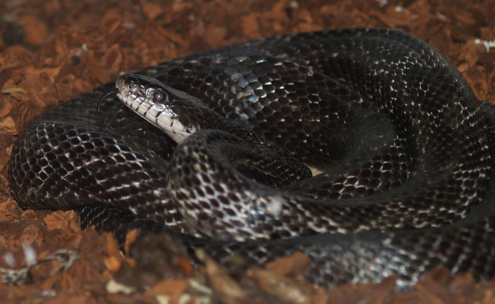 Pantherophis