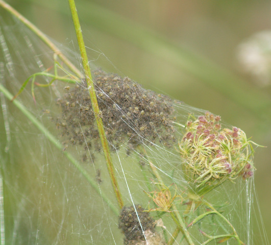 Photo of Dolomedes tenebrosus