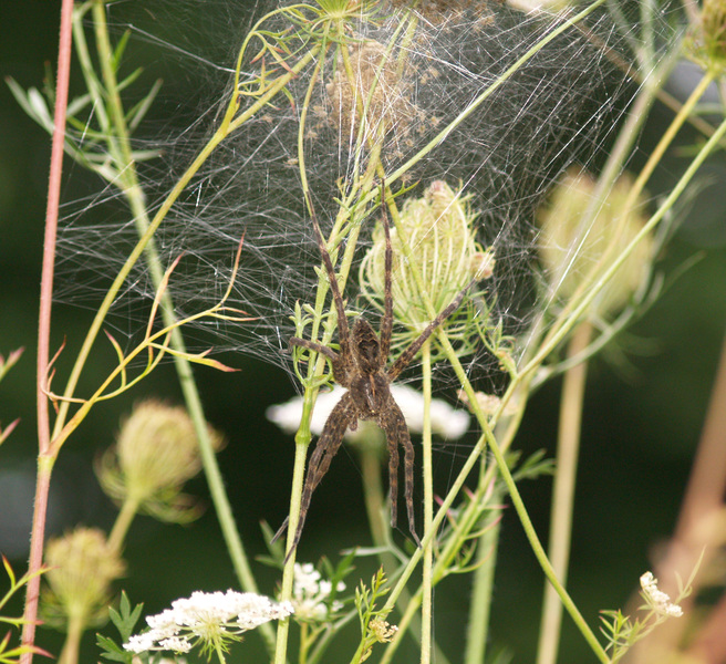 fishingspiderwnest