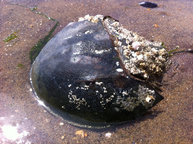 Photo of Limulus polyphemus