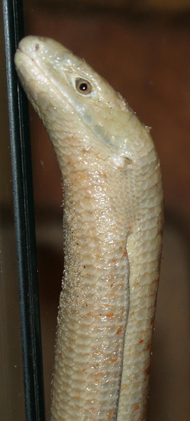 Euteleostomi