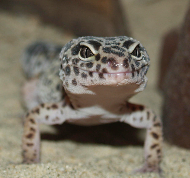 leopardgecko2