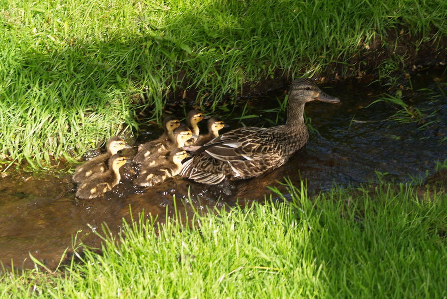 Anseriformes