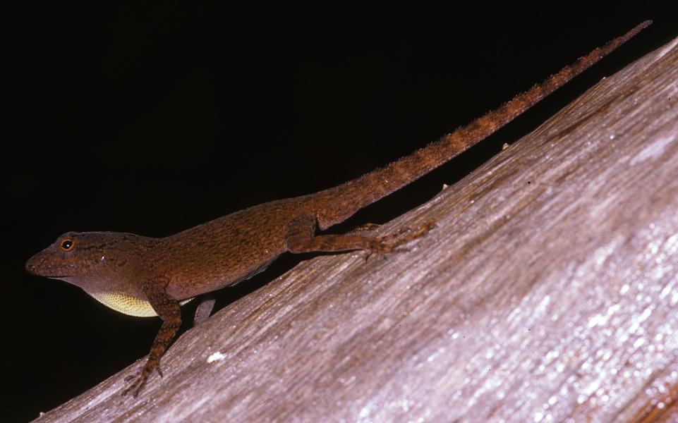 Anolis_cybotes