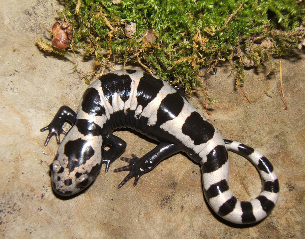 Photo of Ambystoma opacum