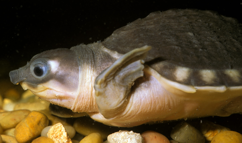 Photo of Carettochelys insculpta