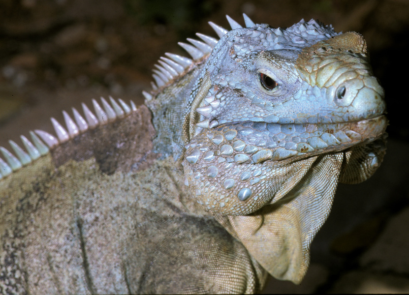 Cyclura