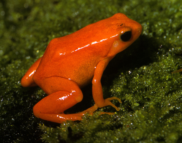 Photo of Mantella aurantiaca