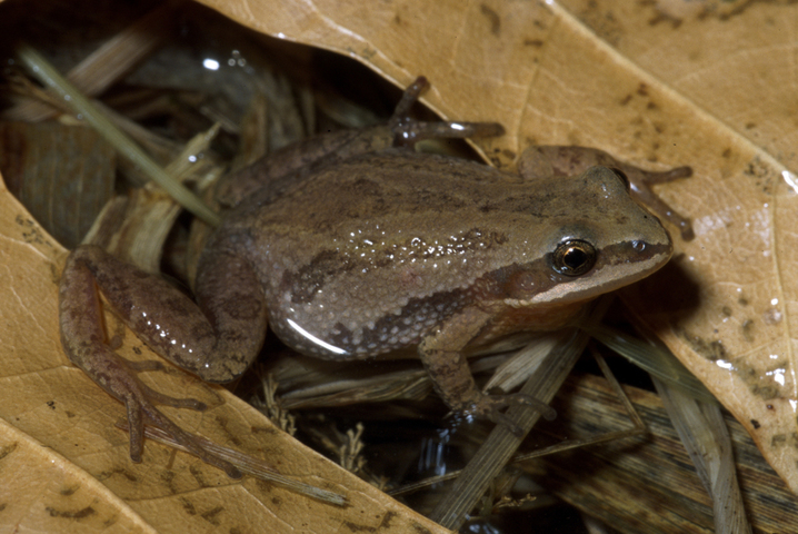 Photo of Pseudacris triseriata