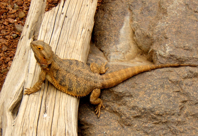 Photo of Pogona vitticeps