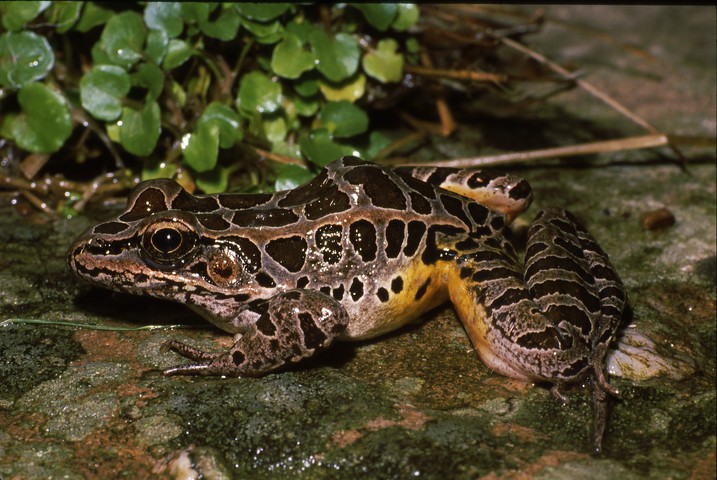 Photo of Lithobates palustris