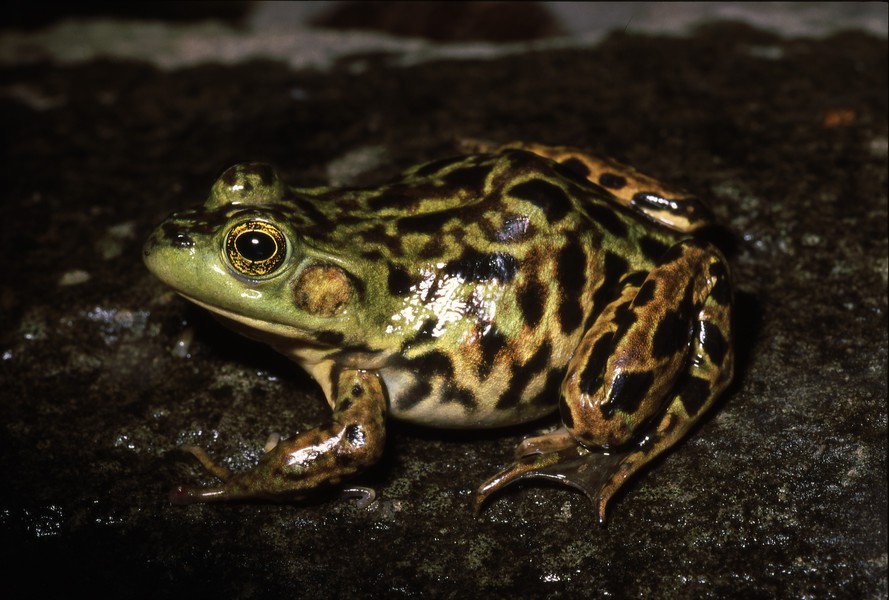 Lithobates