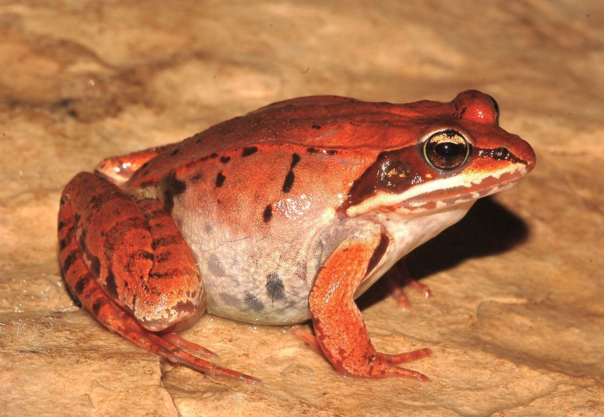 Lithobates sylvaticus