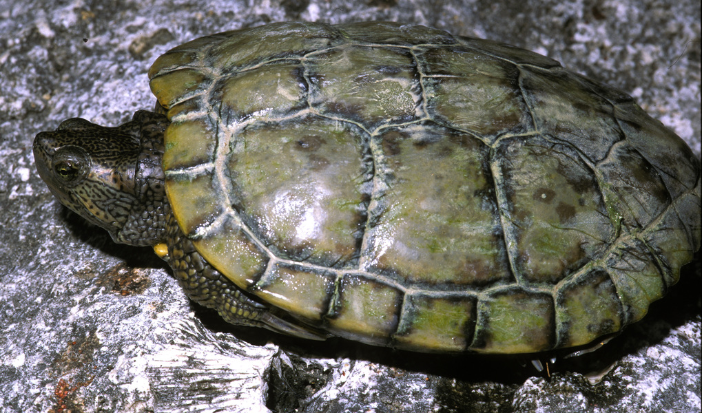 Trachemys_decussata