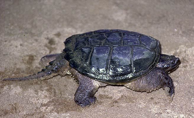 Chelydra serpentina