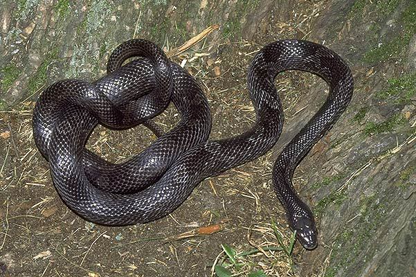 Pantherophis obsoletus