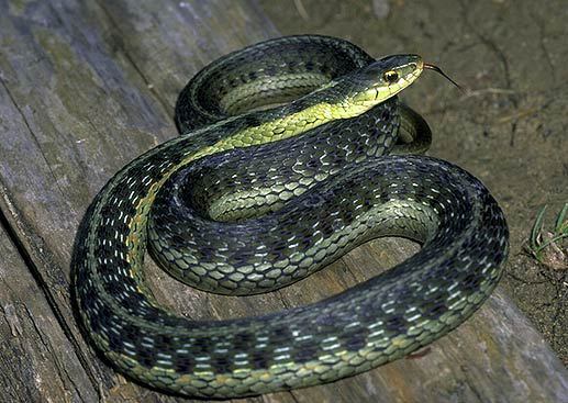 Thamnophis sirtalis