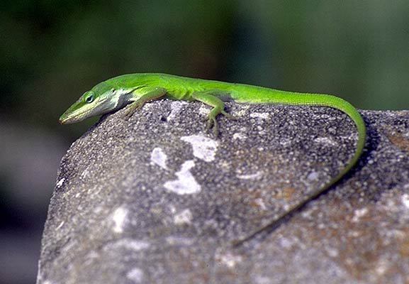 Polychrotidae