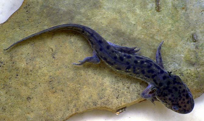 Ambystoma tigrinum