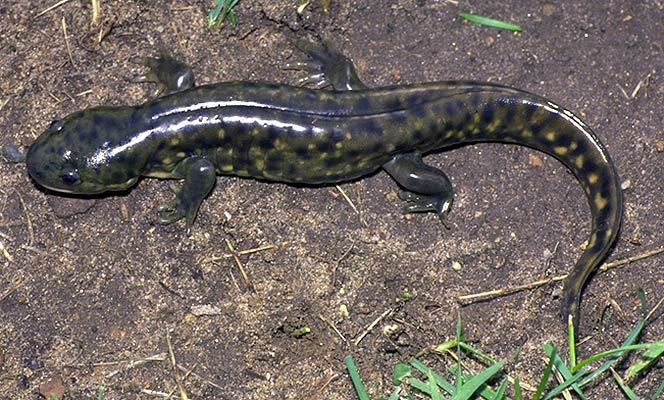 Ambystoma