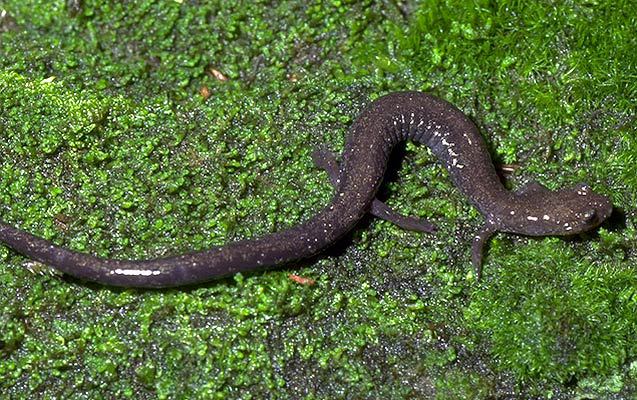 Plethodontidae