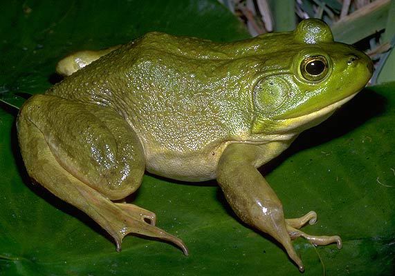 Lithobates