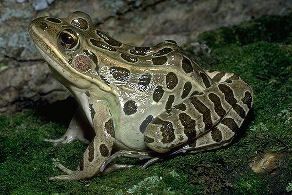 Photo of Lithobates pipiens