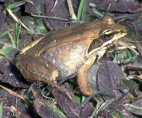 Lithobates sylvaticus