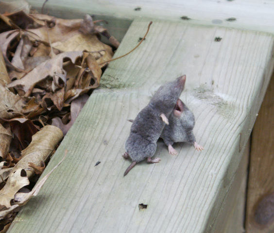 Photo of Blarina brevicauda