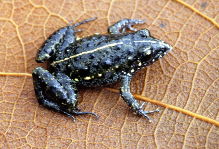 Lissamphibia